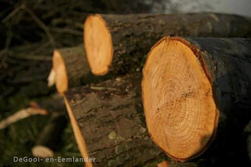 Rechter schorst bomenkap op bungalowpark De Ridderhof in Lage Vuursche